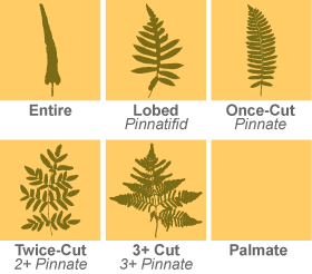 Fern Frond Divisions