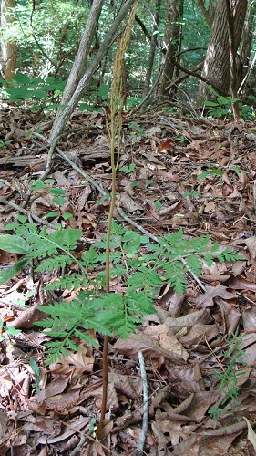 Botrychium virginianum (L.) Sw. #1