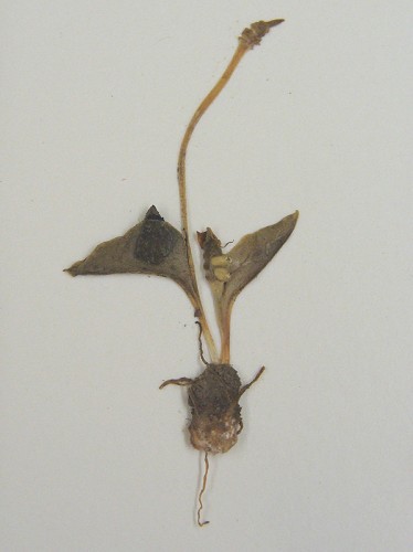 Ophioglossum crotalophoroides Walt. #4