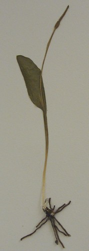 Ophioglossum engelmannii Prantl #1