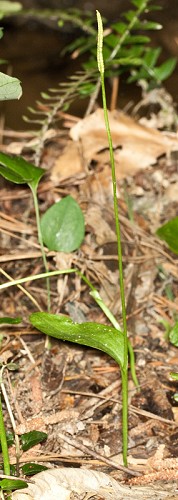 Ophioglossum vulgatum L. #1