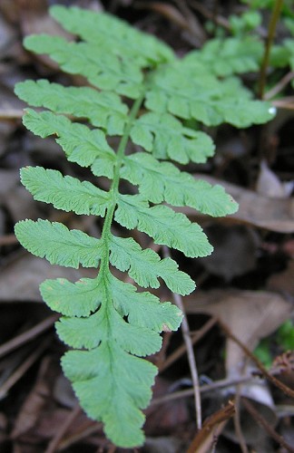 Woodsia obtusa (Spreng.) Torr. #4