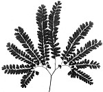 Northern maidenhair fern