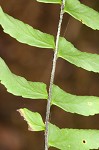 black-stemmed spleenwort