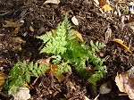 Southern bladder fern,<BR>lowland brittle fern,<BR>Southern fragile fern