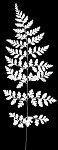 Southern bladder fern,<BR>lowland brittle fern,<BR>Southern fragile fern