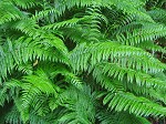 Glade fern,<BR>Narrow-leaved glade fern,<BR>Narrow-leaved spleenwort