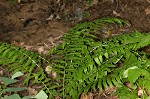 Glade fern,<BR>Narrow-leaved glade fern,<BR>Narrow-leaved spleenwort