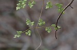 Japanese climbing fern