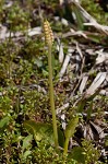 Bulbous adder's tongue,<BR>Tuber adders-tongue