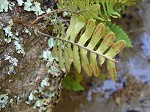 Resurrection fern,<BR>Gray polypody