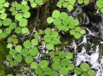 Water spangles,<BR>Floating fern,<BR>Salvinia