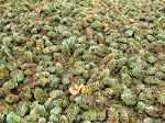 Kariba weed,<BR>Giant salvinia