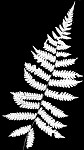 St. John's shield fern,<BR>Variable maiden fern