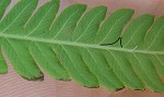 Southern shield fern,<BR>Widespread maiden fern,<BR>Kunth's shield fern