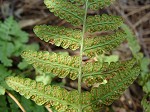Blunt-lobed cliff fern,<BR>Common woodsia